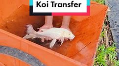 🎏 These Koi were being transferred to a bigger pond #plantsngardens 🌱 #koi #koipond #koifish #koifishpond #plants #gardens