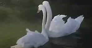 Swan Couple Has SWEETEST Reunion | The Dodo