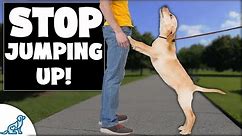 STOP Dog Jumping In 4 EASY Steps