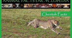 Cheetah Facts - Animal Facts Encyclopedia