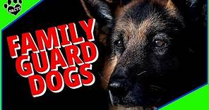 10 Best Family Guard Dog Breeds for Protection and Companionship