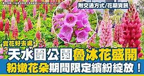 賞花好去處2023｜天水圍公園魯冰花盛開 粉嫩花朵期間限定繽紛綻放！（交通方式/前往方法/魯冰花花期一覽）