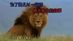 为了妻儿以一敌四，传奇狮王莫伦的故事【纪录片解说】