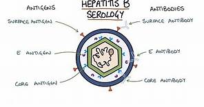 Understanding Hepatitis B Serology Results