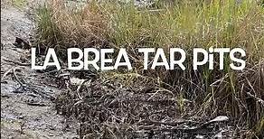 La Brea Tar Pits - Quick Tour! #LaBreaTarPits #travel