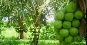 El cultivo del Coco enano