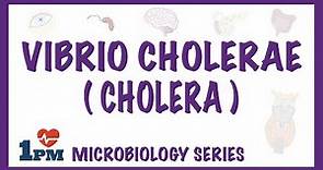 Vibrio Cholerae (Cholera) - Pathophysiology - Symptoms - Diagnosis - Treatment