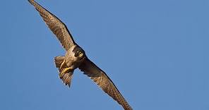 Falco pellegrino - Picchiata allo stato puro