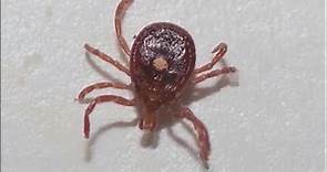 Missouri Department of Conservation asks for help in first-time tick study