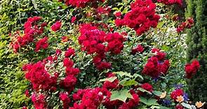 How to Prune Any Type of Rose Like a Pro