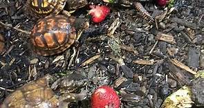 Box Turtles for Sale