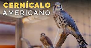 CERNÍCALO AMERICANO | Aves silvestres | Ensenada