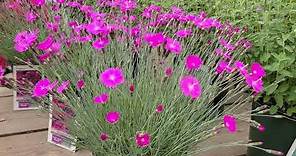 Dianthus 'Firewitch' (Pinks) // Bright, colorful flower with spiky Foliage
