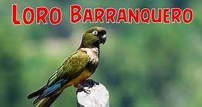 Escucha el canto del pájaro Loro Barranquero - llamado,sonido