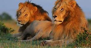 Animal Planet - Lions (Kings of African the Jungle) - video Dailymotion