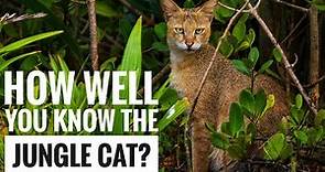 Jungle Cat || Description, Characteristics and Facts!