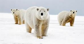 Top 10 facts about polar bears