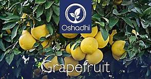 Grapefruit (Citrus × paradisi) | Essential-Oil-Plant Portrait by Dr. Malte Hozzel