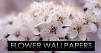 HD Flower Wallpapers Pack #5 !! Download Now !!