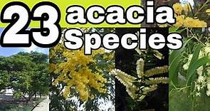 23 species of acacia trees and shrubs+names//acacia varieties