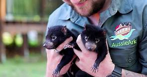 Adorable Tasmanian Devil Siblings Make Appearance At Australian Zoo