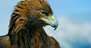 La majestuosa águila real | National Geographic España