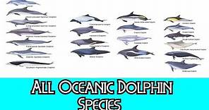 All Oceanic Dolphin Species - Species List