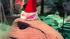 Join Jurassic Gardens in Volo Illinois this Holiday Season. Save 21% Off Tickets Use Coupon Code: FUN21 at online checkout. | Chicagofun.com