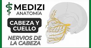 Anatomía de Cabeza y Cuello - Nervios de la Cabeza (Pares craneales)