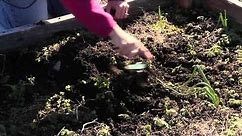 Use of a Garden Hand Cultivator : Great Gardening Advice