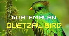 Guatemalan quetzal bird - AMAZING facts you did not know!