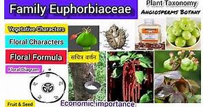 Family Euphorbiaceae | Euphorbiaceae family | Plant taxonomy