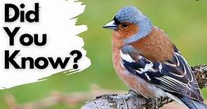 Things you need to know about CHAFFINCHES!