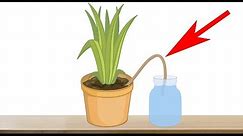 5 Genius Ways to Water Your Plants When You are Away on Vacation - Indoor Plants Automatic Watering