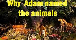 Why Adam Named the Animals: a Jewish commentary