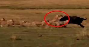 Uno contro tutti: il bufalo attaccato da 15 leoni e 3 ippopotami