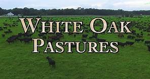 White Oak Pastures: A Model Regenerative Farm