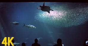 Monterey Bay Aquarium Complete Walking Tour | 4K Aquarium Tour, Full Walk, USA, POV Tour