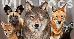 All 15 Species of Wild Dog (Wolves, Jackals & Dogs)