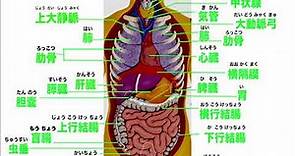 【人體內臟器官的日文單詞】5分钟简单掌握人体内脏器官位置及日文名称，Japanese words for human internal organs，内臓位置図