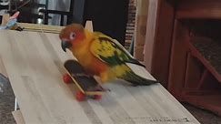 Owner records amazing skateboarding parrot riding down DIY ramps