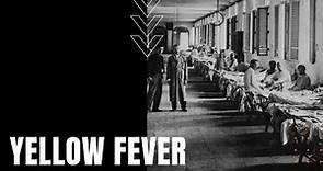 Yellow Fever: Causes, Symptoms, Vaccine, and History