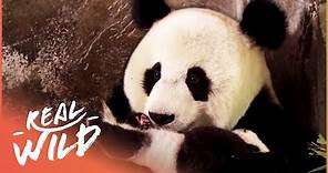 Saving The Endangered Giant Panda | Panda Nursery | Real Wild