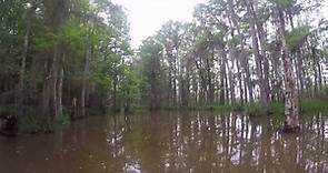 Dr. Wagners Honey Island Swamp Tour