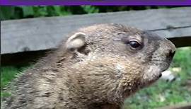 Interesting Facts About Groundhogs