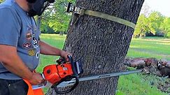 Felling a Dangerous Leaning Tree - Bore Cut Before the Face Cut