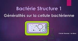 Bactérie Structure 1 BACTERIE