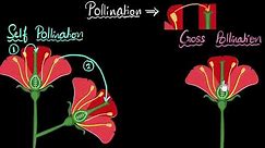 Pollination (self & cross) | How do organisms reproduce | Biology | Khan Academy