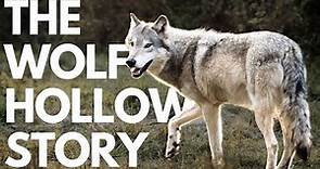 The Wolf Hollow Story | How a small non-profit is changing how wolves are perceived