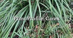 Carex Plant Profile
